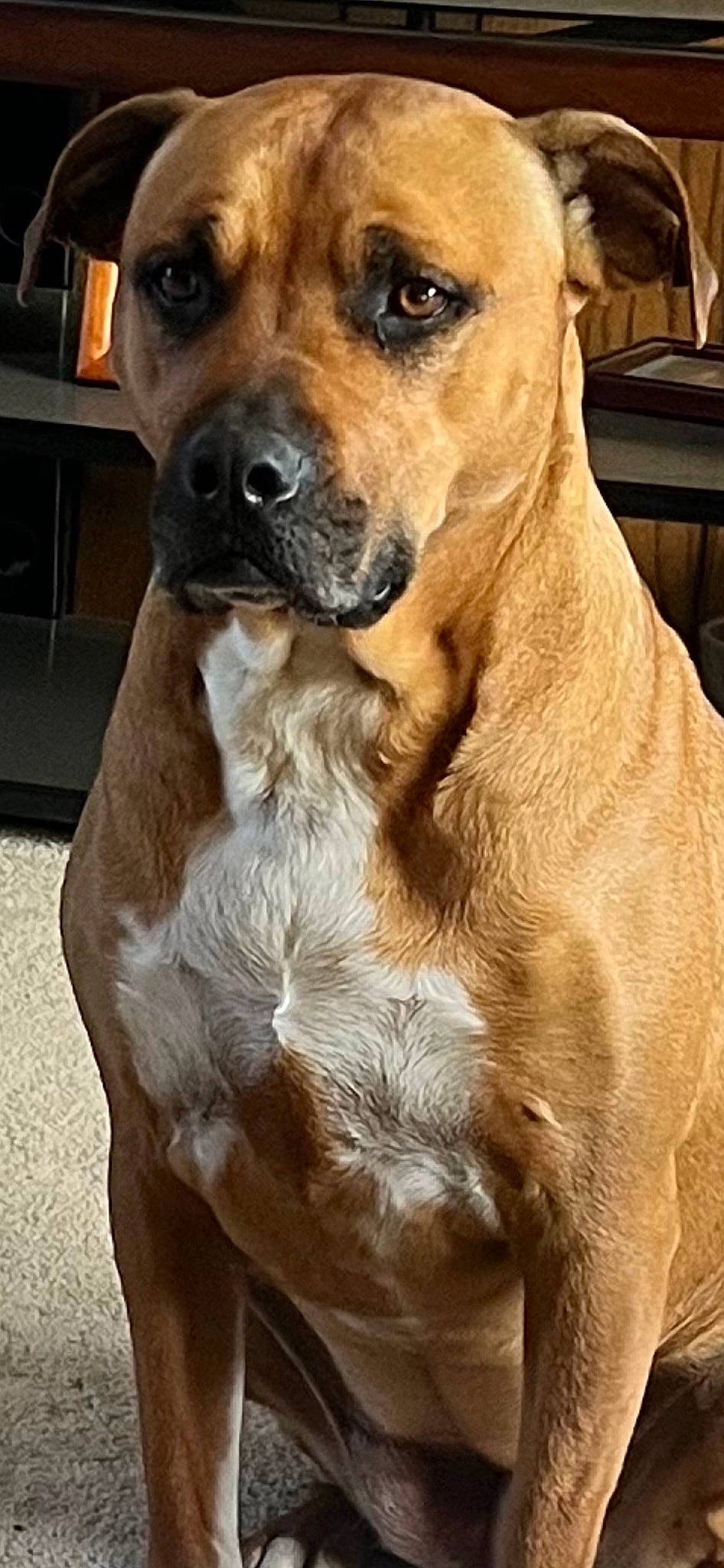 Ruby is registered to the contest to win money with this photo: ancient_dog_breeds, canidae, carnivore, collar, companion_dog, dog, dog_breed, dog_collar, fawn, fur, giant_dog_breed, guard_dog, liver, non_sporting_group, snout, sporting_group, terrestrial_animal, whiskers, working_animal, working_dog