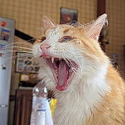 Fripouille participe au concours pour gagner de l'argent avec cette photo : animal, cat, closeup, cute, domestic_animal, feline, fur, indoor, kitchen, mammal, mouth_open, orange_cat, pet, table, teeth, tongue, water_bottle, whiskers, white_fur, yawning