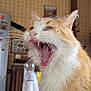 animal, cat, closeup, cute, domestic_animal, feline, fur, indoor, kitchen, mammal, mouth_open, orange_cat, pet, table, teeth, tongue, water_bottle, whiskers, white_fur, yawning