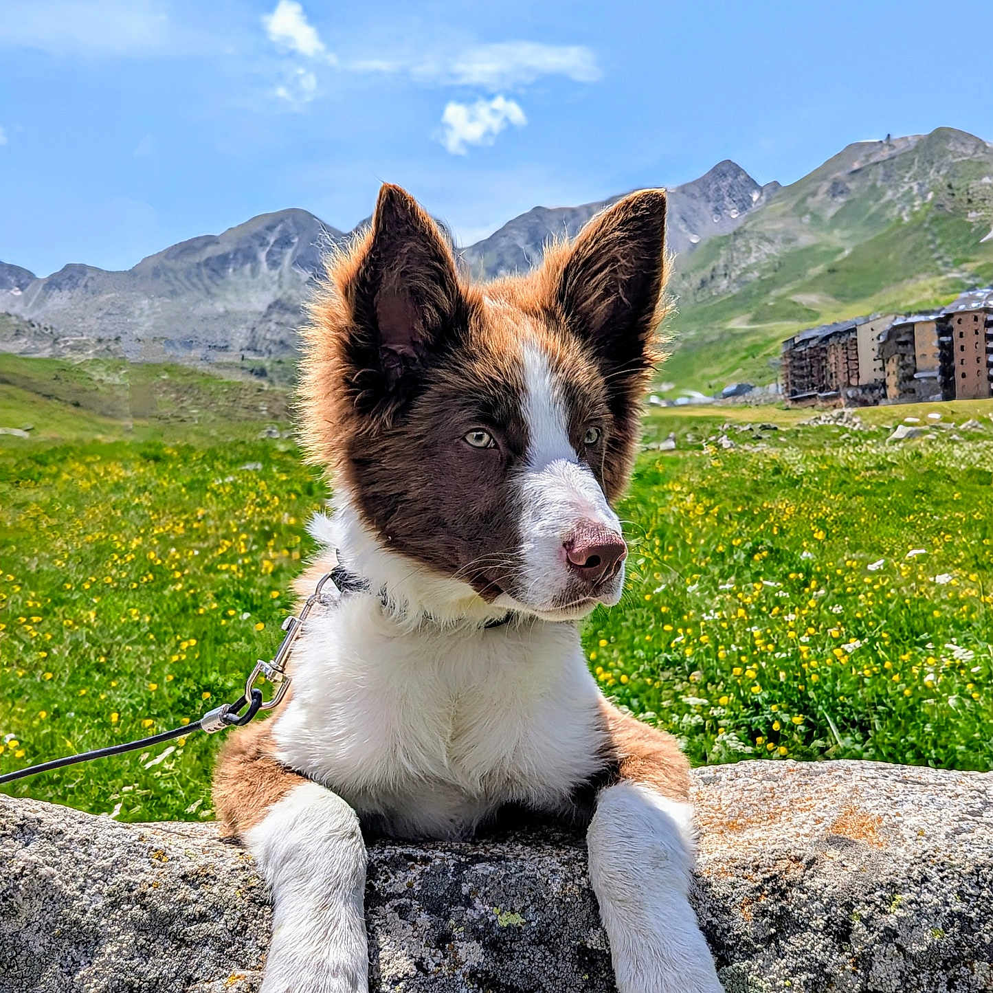 Atom participe au concours pour gagner de l'argent avec cette photo : adventure, animal, canine, dog, ears, flowers, fur, greenery, landscape, leash, meadow, mountains, nature, outdoor, pets, portrait, resting, rock, sky, sunny