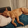 Moon participe au concours pour gagner de l'argent avec cette photo : animal, bed, blanket, canine, comfort, cozy, curtain, dog, domestic, fur, indoor, mammal, nap, peaceful, pet, pillow, quiet, relaxation, rest, sleeping