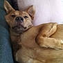 animal, brown, canine, comfort, couch, cozy, cute, dog, ears, fur, home, indoor, laying, nosed, paw, pet, pillow, relaxed, resting, sleepy