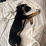 animal, black_and_tan, blanket, canine, comfort, cozy, cute, dog, fur, indoors, paw, pet, puppy, relaxing, resting, sleeping, snout, tile_floor, white, young