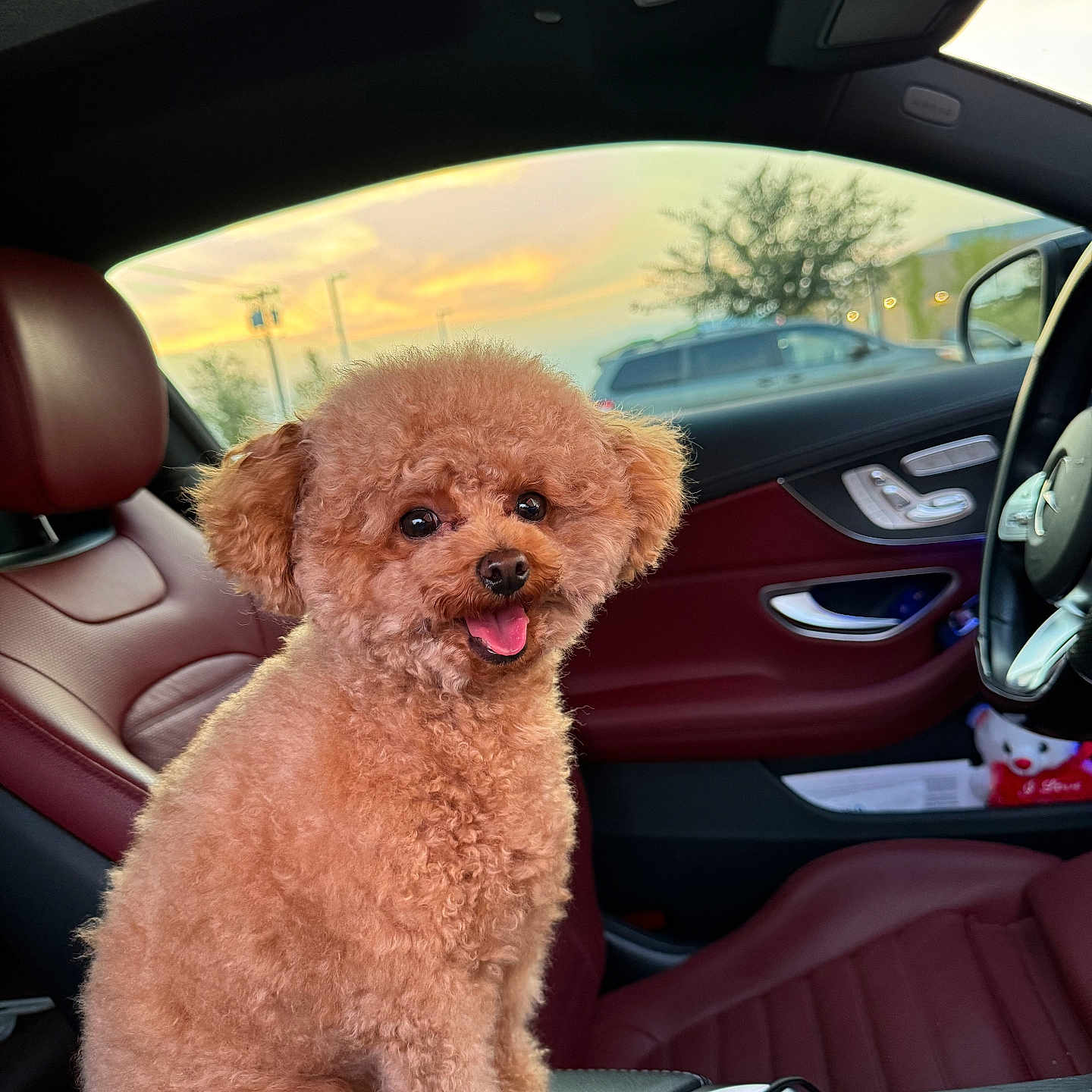 Leo joined the competition — help win amazing prizes! alloywheel, animal, canine, car, car_interior, carseat, carwheel, cushion, dog, homedecor, machine, pet, poodle, puppy, spoke, terrier, tire, transportation, vehicle, wheel