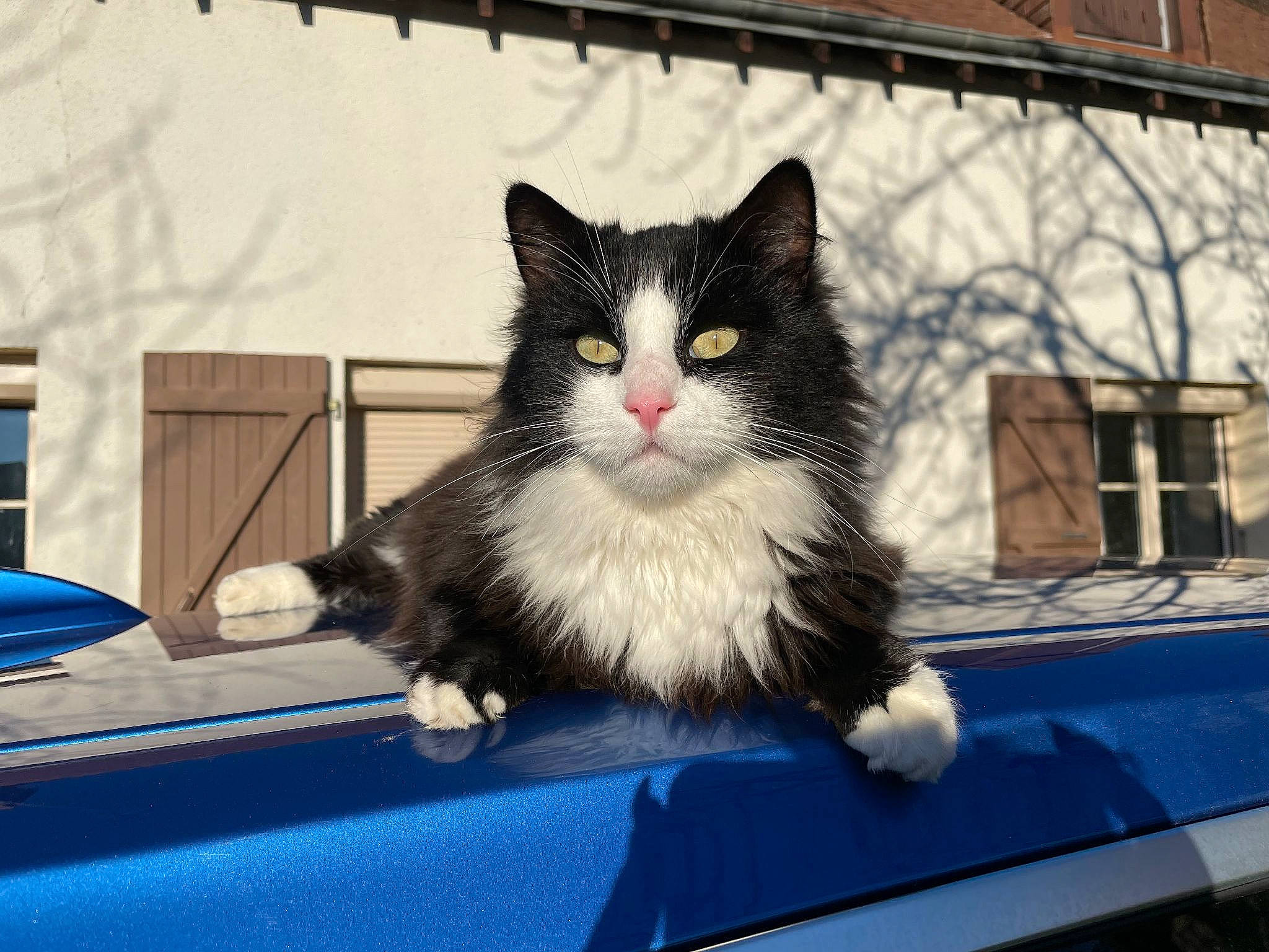Razmo participe au concours pour gagner de l'argent avec cette photo : automotive_exterior, automotive_window_part, box, carnivore, cat, cat_furniture, domestic_short_haired_cat, felidae, fur, paw, sitting, small_to_medium_sized_cats, snout, tail, tree, vehicle, vehicle_registration_plate, whiskers, window, windshield