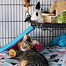 Nala is registered to the contest to win money with this photo: animal, black_and_white_rabbit, blanket, cage, cat, colorful, companion_animals, cozy, fence, furry, indoor, pet, pet_sanctuary, platform, playful, rabbit, resting, tabby_cat, toy, wooden_hideout