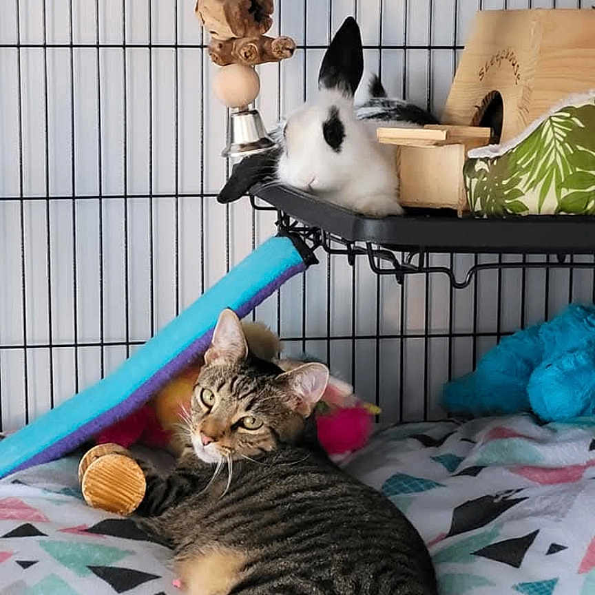 Nala