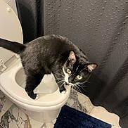 Kitty is registered to the contest to win money with this photo: animal, bathroom, black_and_white, cat, close_up, curiosity, curious, domestic, feline, floor_tiles, fur, indoor, looking_up, marble_floor, pet, rug, shower_curtain, toilet, toilet_seat, whiskers
