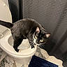 animal, bathroom, black_and_white, cat, close_up, curiosity, curious, domestic, feline, floor_tiles, fur, indoor, looking_up, marble_floor, pet, rug, shower_curtain, toilet, toilet_seat, whiskers