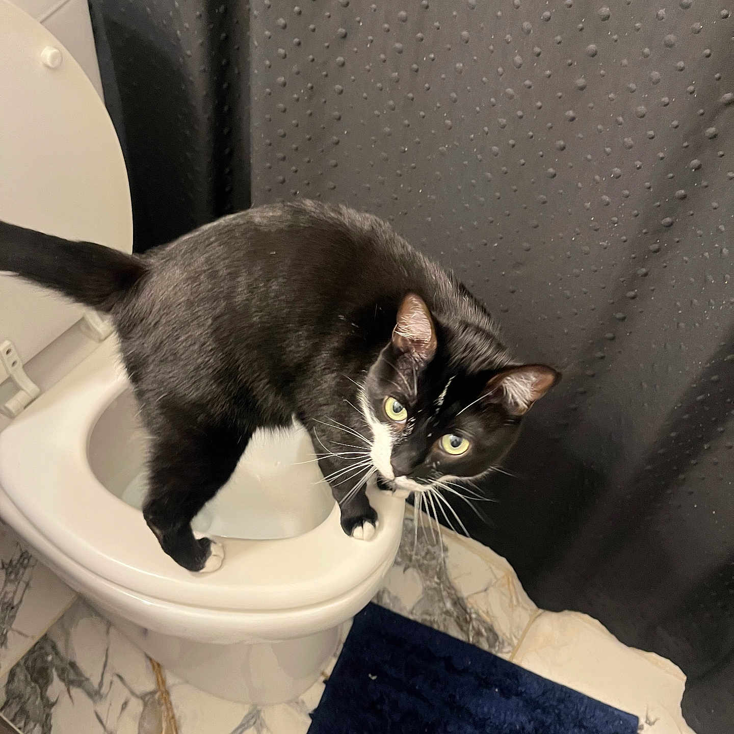 Kitty