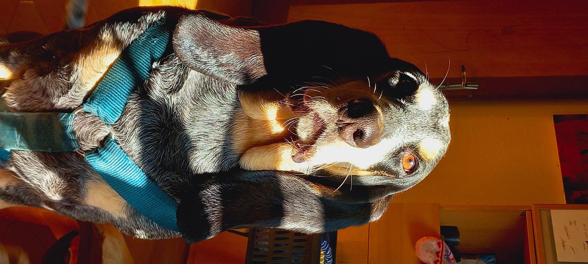 Ragnar Lodbrok a rejoint le concours — aidez-le/la à gagner de superbes lots ! art, fur, hat, human_body, metal, personal_protective_equipment, snout, visual_arts