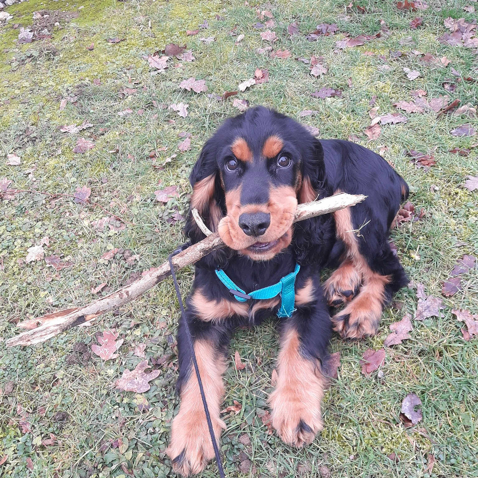 Marley