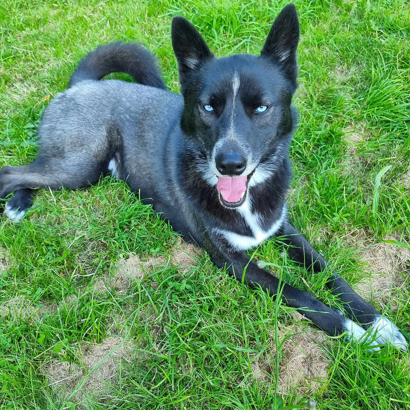 Tweet a rejoint le concours — aidez-le/la à gagner de superbes lots ! accessories, animal, bodypart, canine, dog, field, grass, grassland, green, husky, lawn, mouth, nature, outdoors, person, pet, plant, puppy, strap, yard
