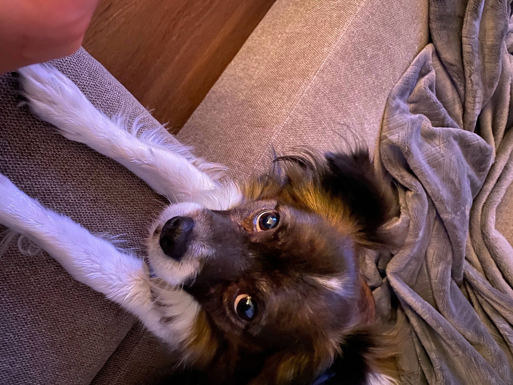 Fitzgerald is registered to the contest to win money with this photo: canidae, carnivore, claw, companion_dog, dog, dog_breed, ear, fawn, fur, liver, nail, paw, snout, sporting_group, tibetan_spaniel, toy_dog, whiskers, wood, working_animal