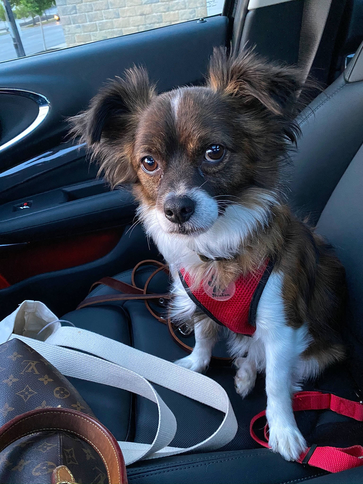 Fitzgerald is registered to the contest to win money with this photo: auto_part, automotive_design, automotive_exterior, automotive_lighting, car, car_seat, carnivore, collar, companion_dog, dog, dog_breed, dog_supply, hood, motor_vehicle, personal_luxury_car, snout, steering_wheel, toy_dog, vehicle, vehicle_door