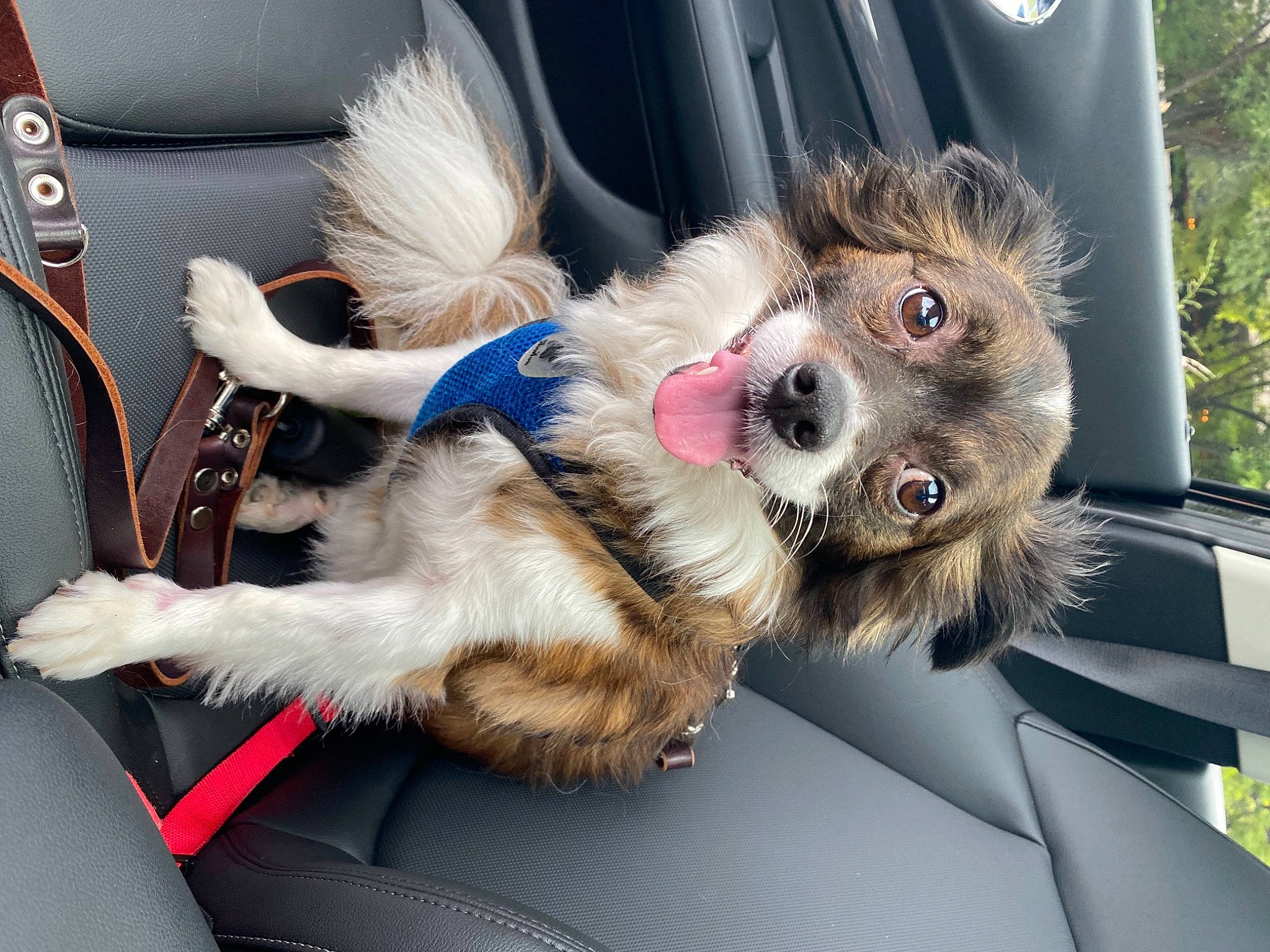 Fitzgerald joined the competition — help win amazing prizes! automotive_exterior, car, car_seat, car_seat_cover, carnivore, companion_dog, dog, dog_breed, family_car, felidae, fur, paw, personal_luxury_car, small_to_medium_sized_cats, terrier, toy_dog, vehicle, vehicle_door, whiskers, windshield
