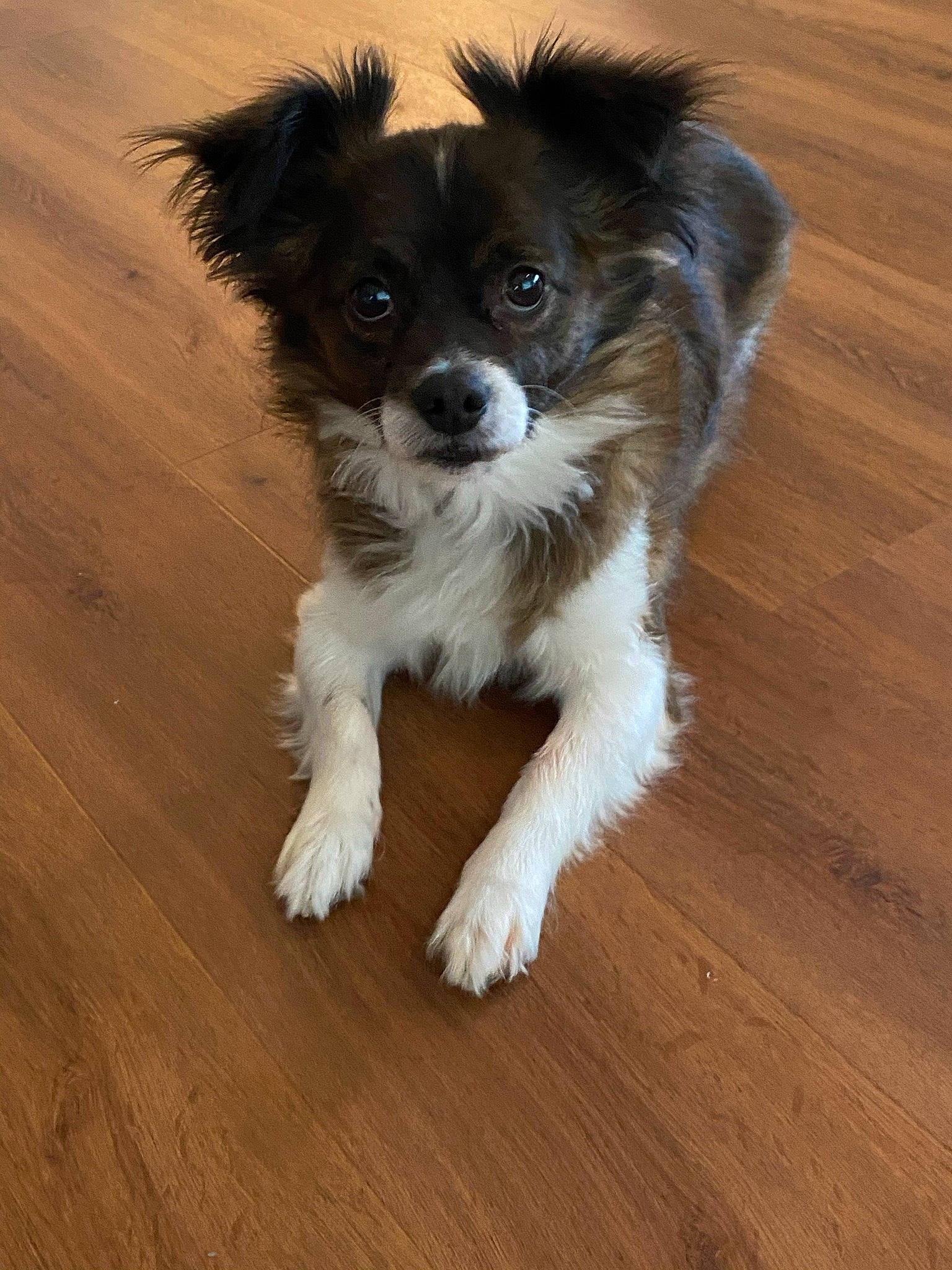 Fitzgerald is registered to the contest to win money with this photo: carnivore, companion_dog, dog, dog_breed, flooring, fur, hardwood, laminate_flooring, papillon, plank, small_terrier, terrestrial_animal, terrier, toy_dog, varnish, whiskers, wood, wood_flooring, wood_stain, working_animal