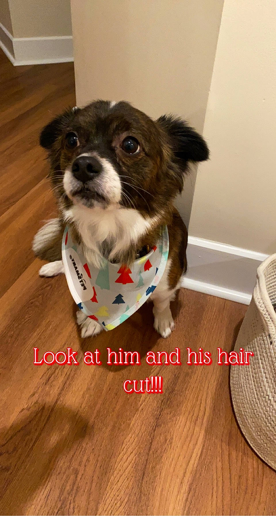 Fitzgerald joined the competition — help win amazing prizes! canidae, carnivore, companion_dog, dog, dog_breed, dog_clothes, dog_supply, flooring, fur, hardwood, laminate_flooring, small_terrier, snout, sporting_group, terrier, toy_dog, varnish, wood, wood_flooring, wood_stain