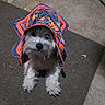 dog, hood, clothing, pet, animal, fur, sitting, indoor, rug, floor, stone_floor, colorful, orange, blue, cute, small_dog, curious, cozy, patterned, portrait