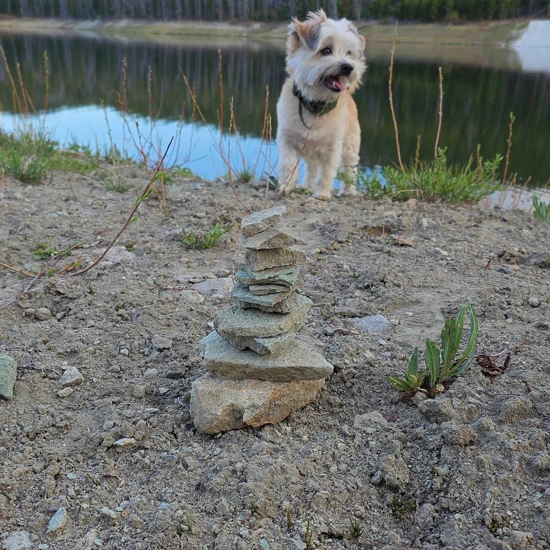 Arceus joined the competition — help win amazing prizes! dog, lake, forest, rocks, stacked_rocks, outdoor, nature, water, grass, dirt, canine, pet, landscape, trees, sky, happy, animal, summer, reflection, scenery