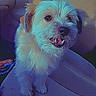 Arceus joined the competition — help win amazing prizes! dog, pet, car, car_interior, seat, drink_cups, smiling, fluffy, cute, animal, companion, road_trip, happy, domestic_animal, vehicle, leash, fur, eyes, mouth, tongue