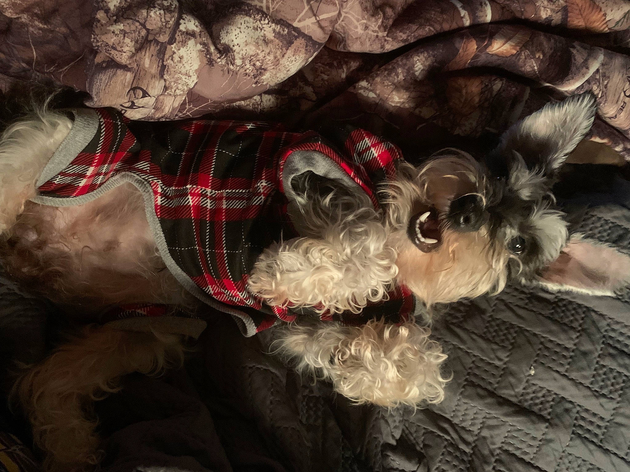Sadie Mae is registered to the contest to win money with this photo: carmine, carnivore, companion_dog, darkness, dog, dog_breed, dog_supply, fictional_character, fur, grey, liver, mammal, pattern, schnauzer, sporting_group, tail, tartan, terrier, toy_dog, vertebrate