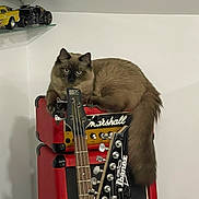 Mocha joined the competition — help win amazing prizes! amplifier, brown, cat, feline, fluffy, guitar, headphones, ibanez, indoor, instrument, long_tail, marshall, music, pet, red, relaxed, shelf, sitting, string_instrument, toy_car