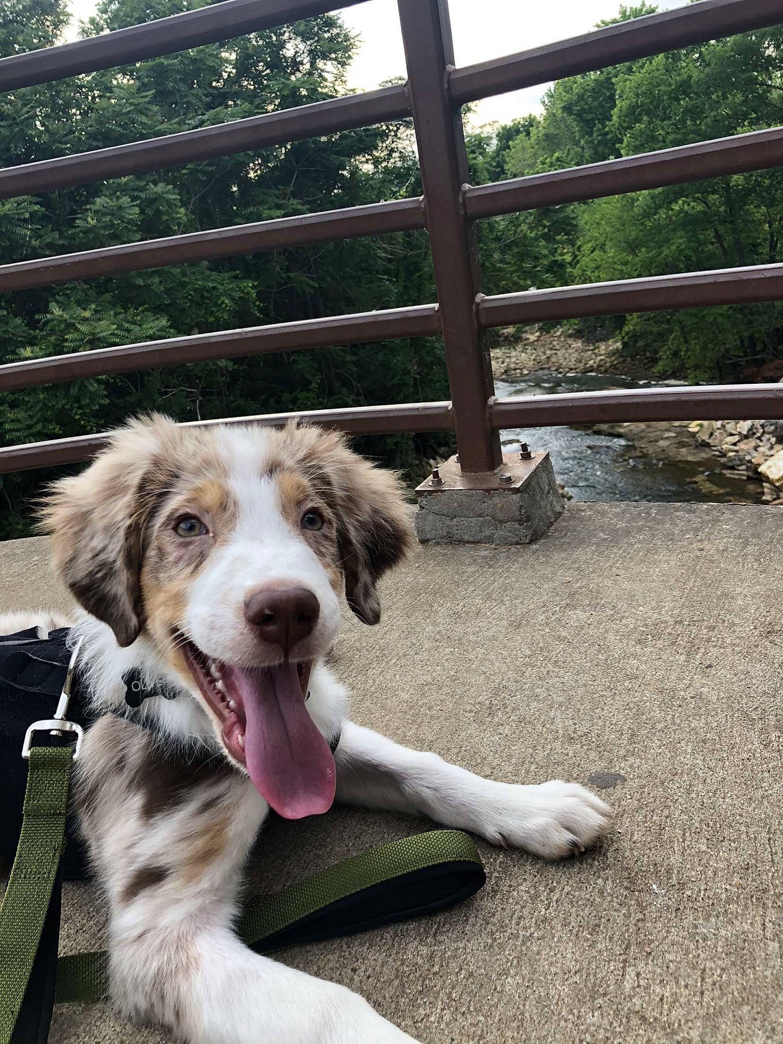Oliver joined the competition — help win amazing prizes! australian_shepherd, border_collie, canidae, carnivore, companion_dog, dog, dog_breed, herding_dog, mammal, miniature_australian_shepherd, mucuchies, rare_breed_dog, snout, sporting_group, vertebrate, working_dog