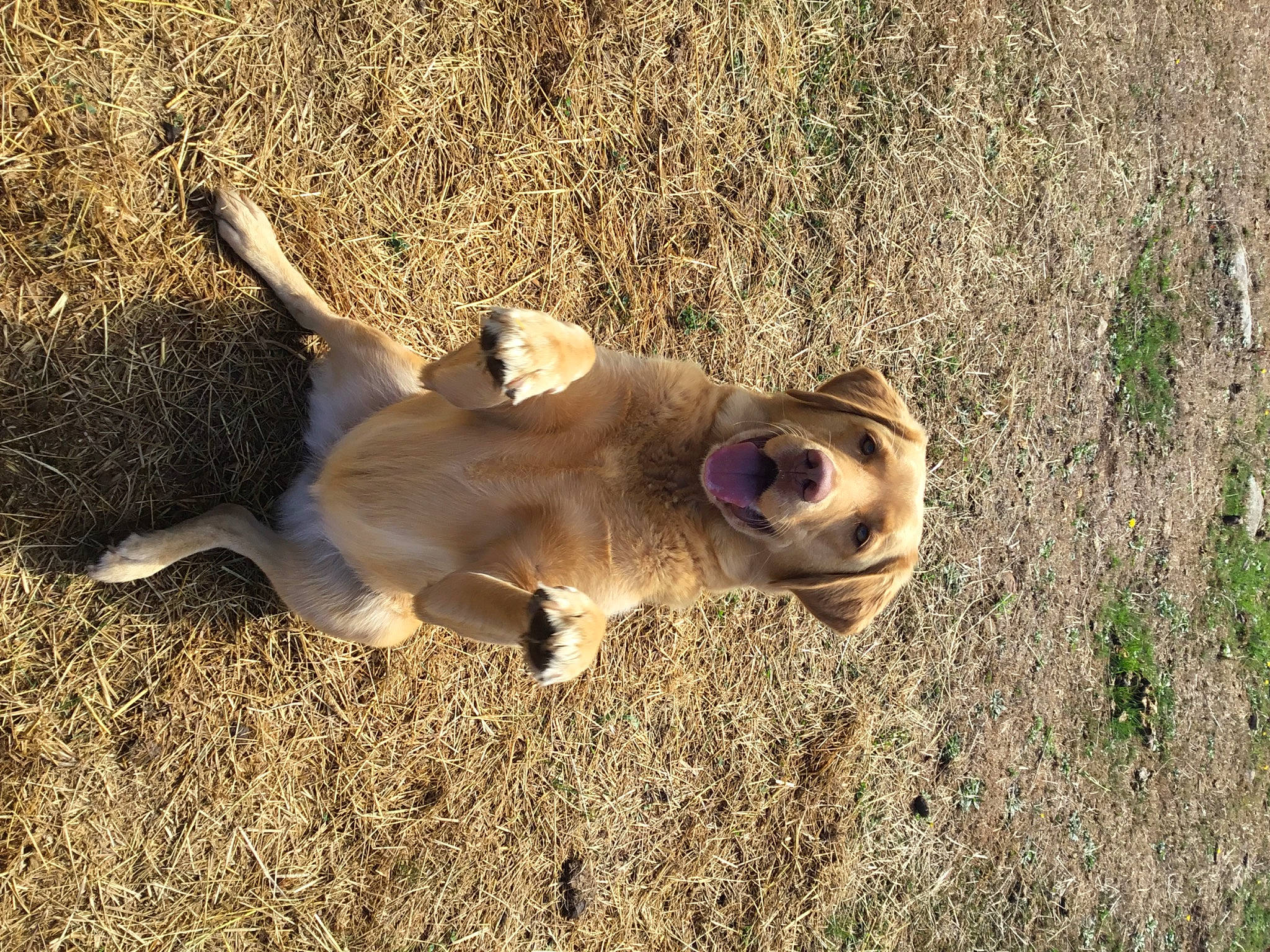 Bun joined the competition — help win amazing prizes! canidae, carnivore, companion_dog, dog, dog_breed, fawn, felidae, grass, landscape, paw, sand, shadow, snout, soil, sporting_group, tail, terrestrial_animal, wildlife, wood, working_animal