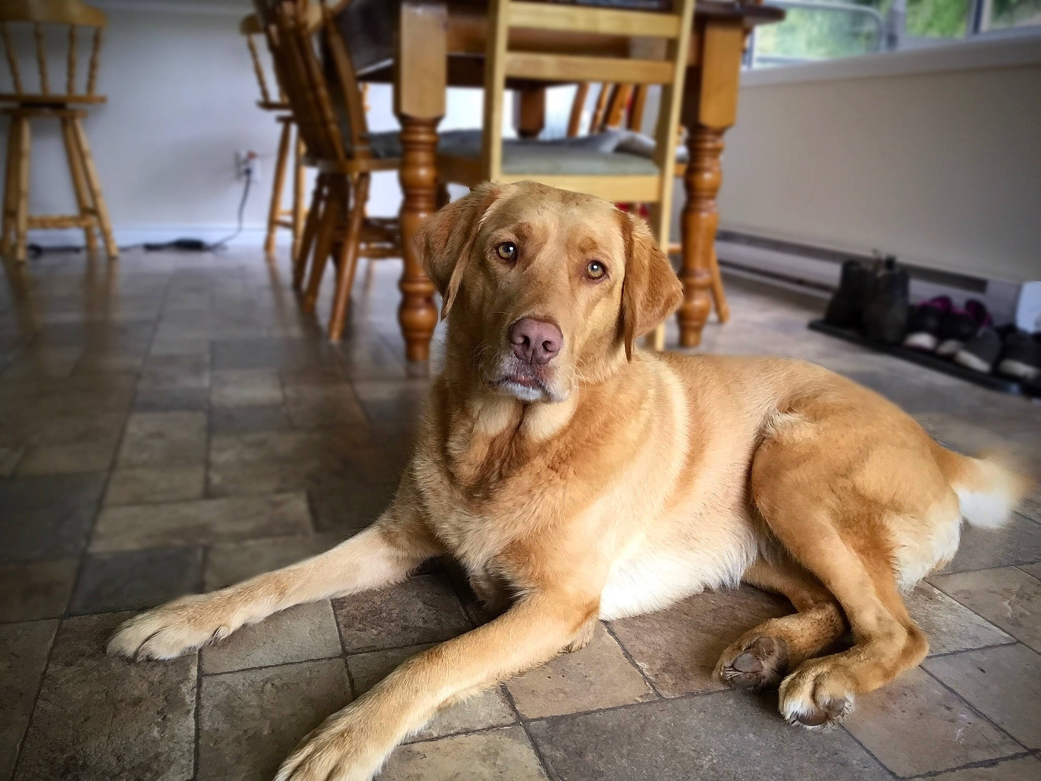 Honey joined the competition — help win amazing prizes! canidae, carnivore, chair, collar, companion_dog, dog, dog_breed, dog_collar, fawn, floor, flooring, fur, furniture, guard_dog, hardwood, snout, tail, wood, working_animal, working_dog