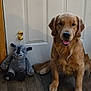 animal, balloon, companion, cute, dog, door, friendship, fur, golden_retriever, happy, home, indoor, pet, portrait, rhino, sitting, smiling, stuffed_animal, toy, wood_floor