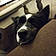 Hercule