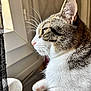 animal, cat, close_up, curious, domestic_cat, fur_texture, household, indoor, looking_out, natural_light, paw, pet, quiet, resting, side_profile, soft_light, tabby, whiskers, white_fur, window
