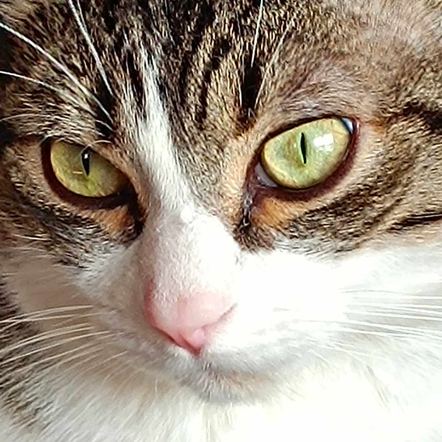 Poupouf a rejoint le concours — aidez-le/la à gagner de superbes lots ! alert, animal, cat, close_up, curious, cute, domestic_animal, eye_contact, face, feline, focused, fur, green_eyes, indoor, mammal, pet, pink_nose, portrait, tabby, whiskers