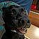 Roxy