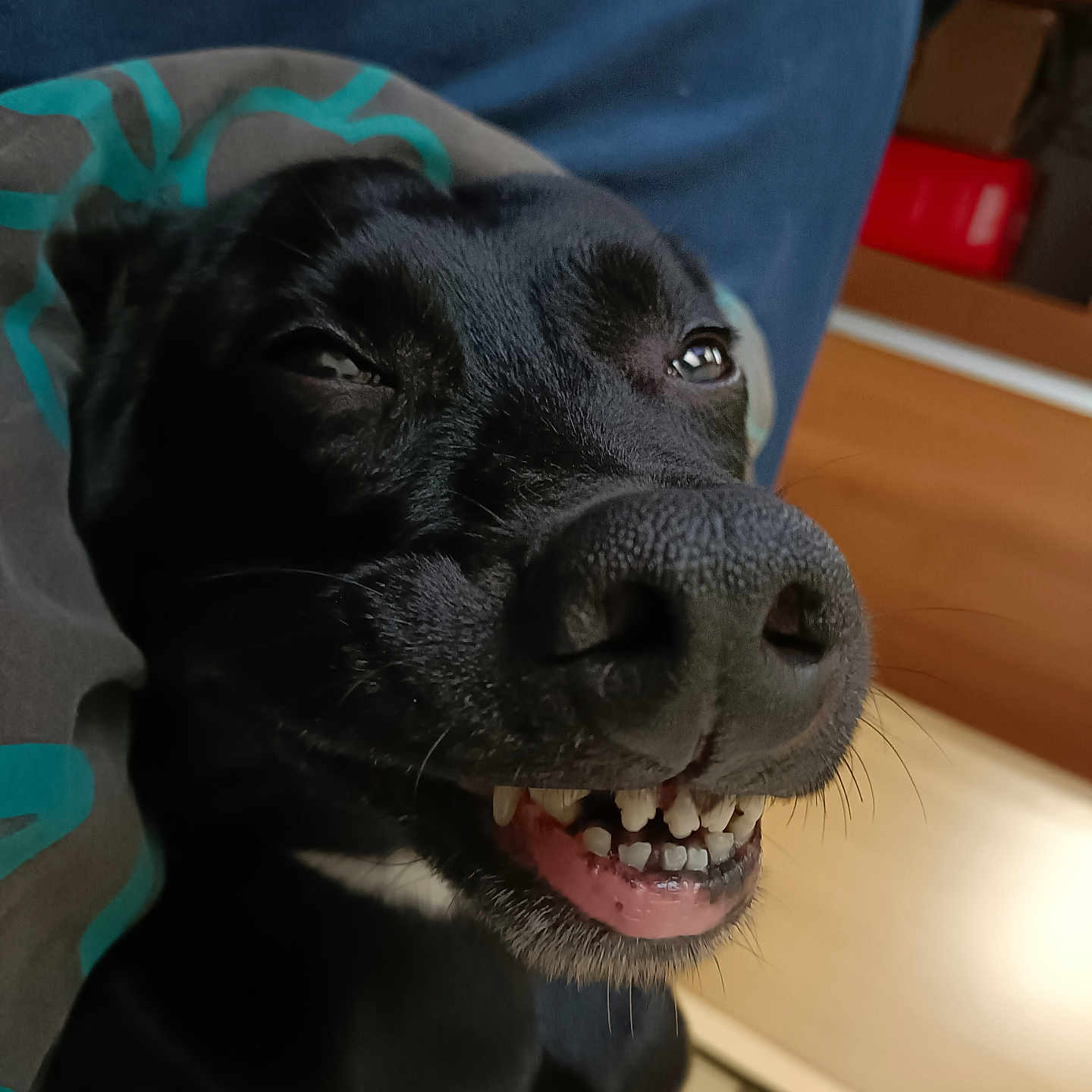 Roxy joined the competition — help win amazing prizes! animal, black_dog, blanket, canine, close_up, cute, dog, expression, face, fur, happy, indoor, lying_down, pet, playful, smiling, snout, teeth, tongue, whiskers
