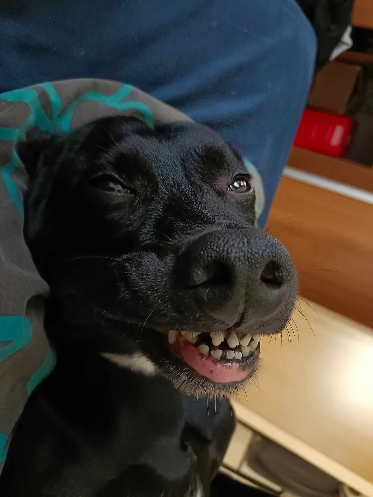 Roxy joined the competition — help win amazing prizes! dog, black_dog, close_up, smiling, teeth, tongue, pet, animal, indoor, blanket, cute, face, canine, fur, happy, playful, lying_down, expression, snout, whiskers