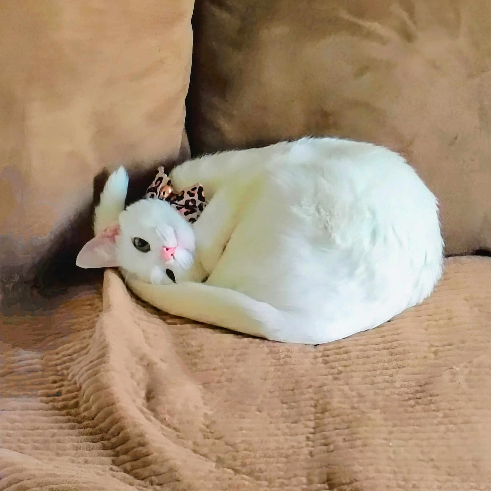 Bella joined the competition — help win amazing prizes! angora, animal, bed, blanket, cat, couch, cushion, furniture, hardwood, homedecor, kitten, manx, person, pet, pillow, rabbit, siamese, sleeping, white, wood