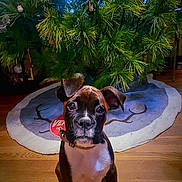 Star is registered to the contest to win money with this photo: puppy, dog, christmas_tree, tree_skirt, wooden_floor, indoor, brown, white, black, pet, curious, sitting, collar, decorations, holiday, festive, cute, young, animal, portrait
