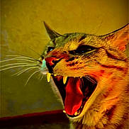 Theo is registered to the contest to win money with this photo: cat, animal, feline, close_up, fangs, mouth_open, whiskers, ears, fur, indoor, yellow_background, portrait, expressive, teeth, face, pet, wild, intense, closeup, yawning