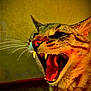 cat, animal, feline, close_up, fangs, mouth_open, whiskers, ears, fur, indoor, yellow_background, portrait, expressive, teeth, face, pet, wild, intense, closeup, yawning