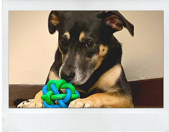 Kush is registered to the contest to win money with this photo: australian_kelpie, canidae, carnivore, dog, dog_breed, ear, feist, german_shepherd_dog, guard_dog, mammal, nose, potcake_dog, puppy, rat_terrier, sporting_group, vertebrate, working_dog