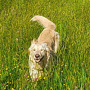 Siska a rejoint le concours — aidez-le/la à gagner de superbes lots ! dog, golden_retriever, grass, field, wildflowers, outdoor, nature, happy, canine, pet, summer, greenery, flora, animal, playful, tail, fur, sunlight, walking, joyful
