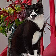 Tonnerre participe au concours pour gagner de l'argent avec cette photo : cat, black_and_white, mustache_marking, sitting, vase, flowers, green_leaves, purple_flowers, red_staircase, indoor, pet, feline, portrait, fur, whiskers, plant, decor, animal, domestic_cat, curious