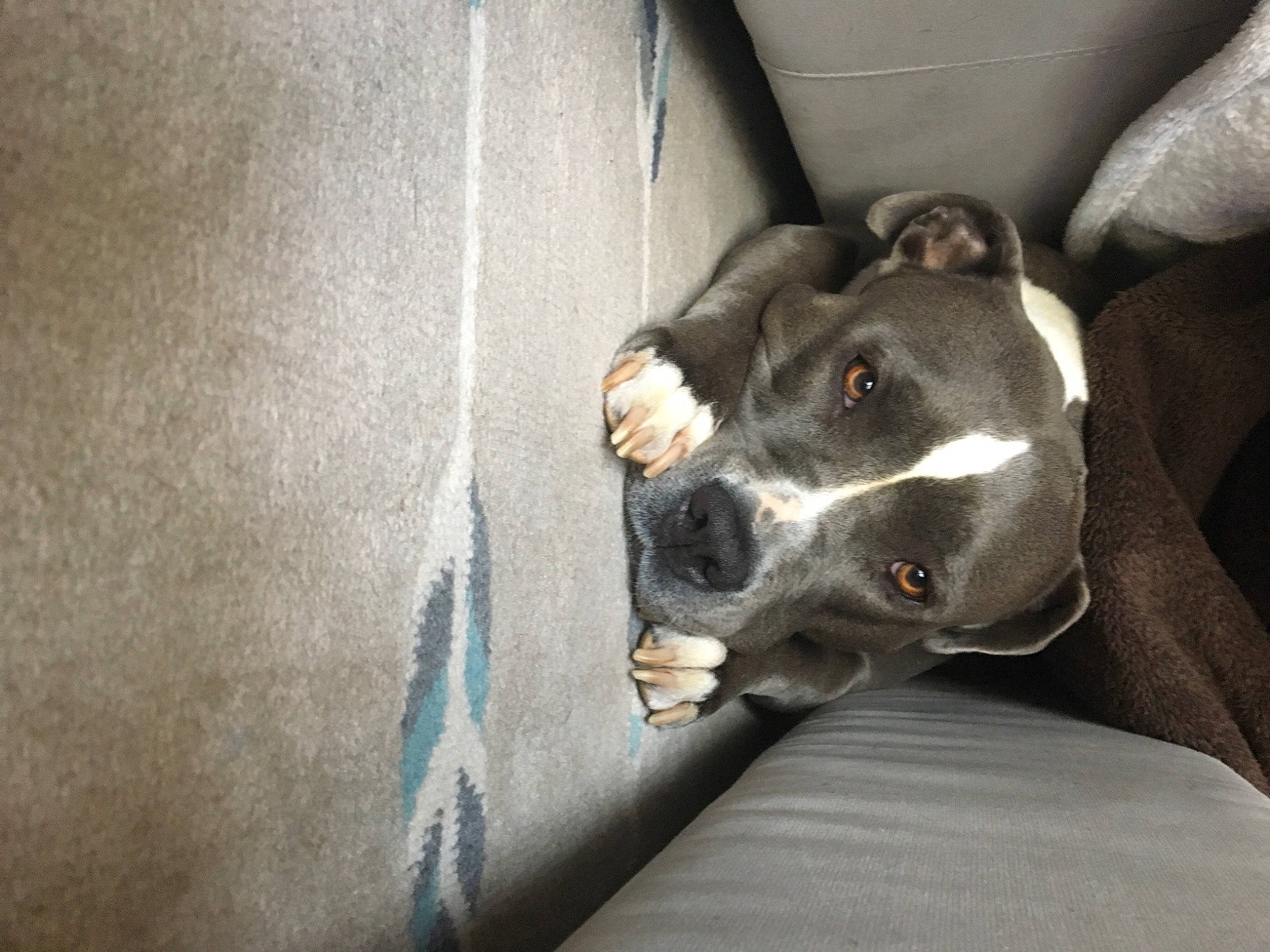 Ibiza a rejoint le concours — aidez-le/la à gagner de superbes lots ! canidae, carnivore, comfort, companion_dog, concrete, dog, dog_breed, grey, guard_dog, non_sporting_group, road_surface, sporting_group, vehicle_door, whiskers, working_animal