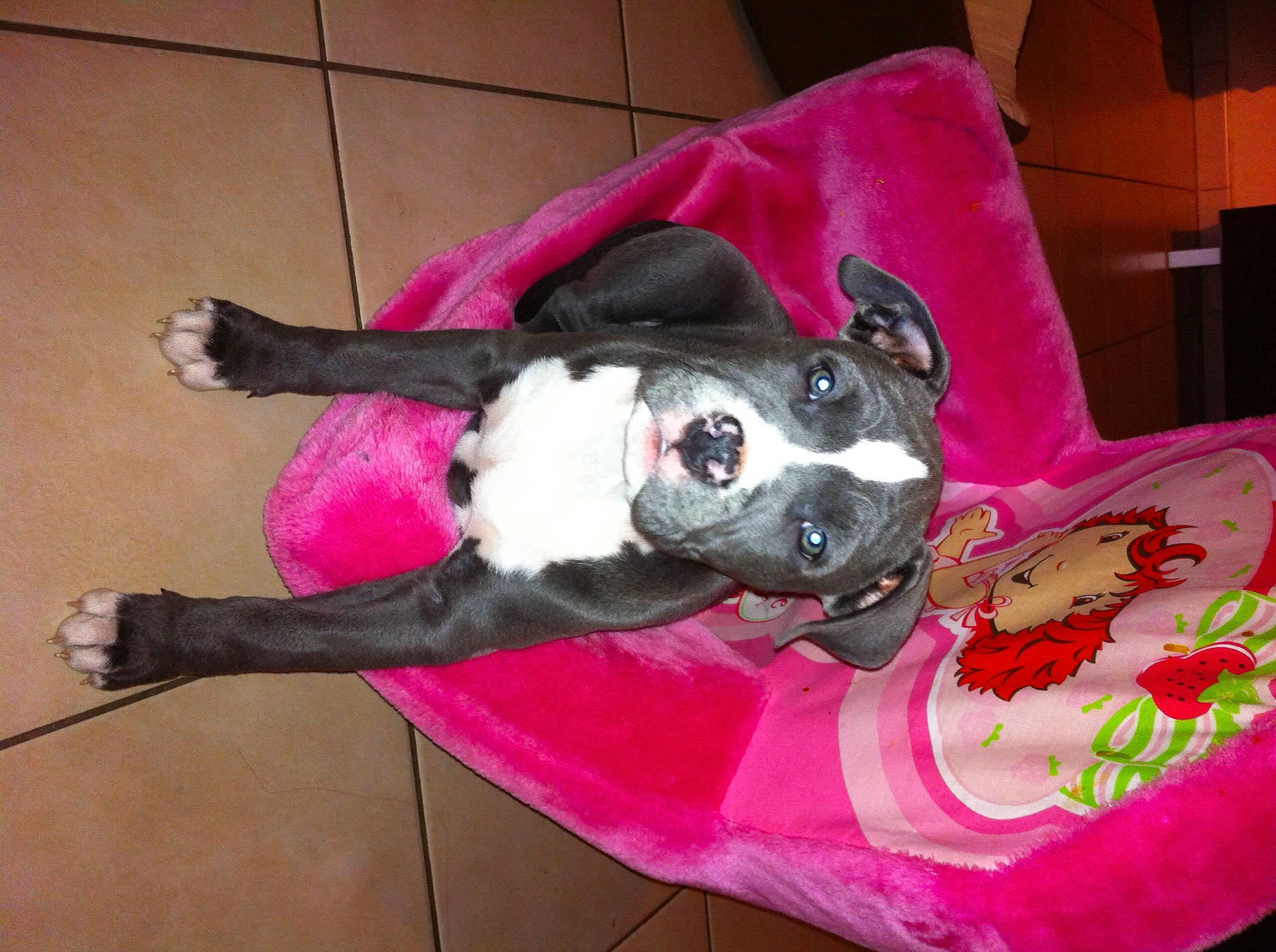 Ibiza a rejoint le concours — aidez-le/la à gagner de superbes lots ! butterfly, carmine, carnivore, comfort, companion_dog, dog, dog_breed, dog_supply, fawn, flooring, fur, hardwood, linens, magenta, non_sporting_group, pink, snout, sporting_group, tail, working_animal