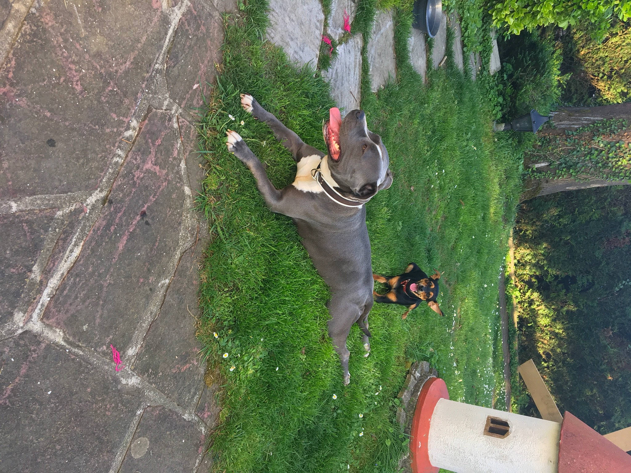 Ibiza participe au concours pour gagner de l'argent avec cette photo : adventure, climbing, extreme_sport, fun, grass, landscape, leisure, people_in_nature, plant, recreation, rock, rock_climbing_equipment, rope, shrub, slope, soil, sport_climbing, tree, trunk, yard