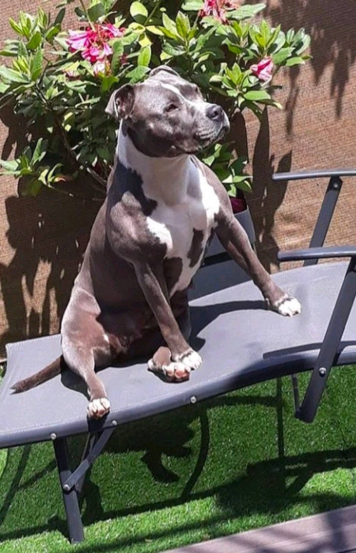 Ibiza participe au concours pour gagner de l'argent avec cette photo : art, carnivore, collar, companion_dog, dog, dog_breed, dog_collar, fawn, flower, grass, leisure, outdoor_furniture, pet_supply, plant, snout, sporting_group, statue, tail, white, working_animal