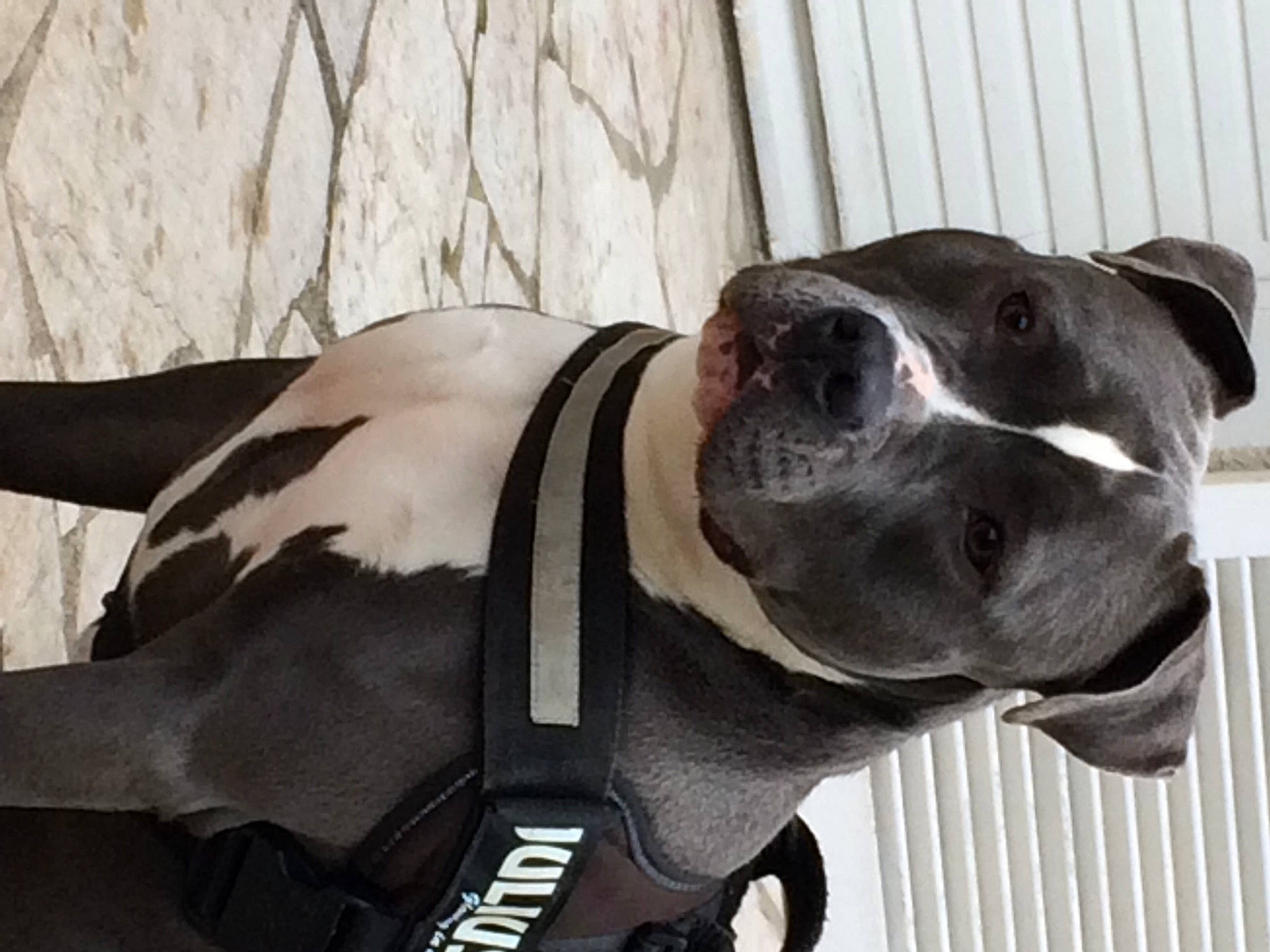 Ibiza a rejoint le concours — aidez-le/la à gagner de superbes lots ! canidae, carnivore, collar, companion_dog, dog, dog_breed, dog_collar, dog_supply, fawn, fur, grey, guard_dog, leash, non_sporting_group, pet_supply, snout, sporting_group, whiskers, working_animal, working_dog