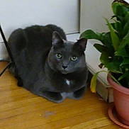 𝘕𝘖𝘔𝘈𝘋 joined the competition — help win amazing prizes! cat, gray_cat, indoor, wooden_floor, potted_plant, green_eyes, pet, animal, feline, resting, floor, houseplant, domestic_cat, fur, whiskers, ears, looking, calm, home, background